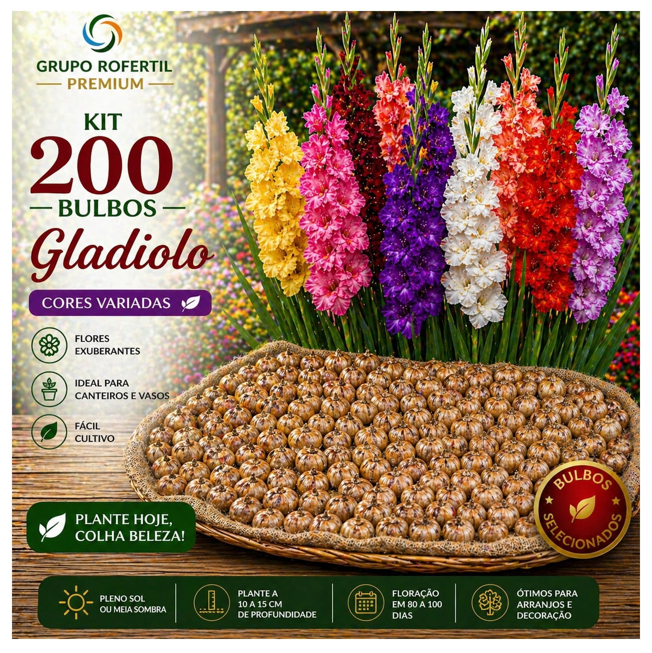 Kit 200 Bulbos de Gladiolo Cores Sortidas Flores Ornamentais Para Jardim